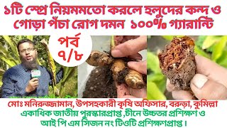 হলুদের কন্দ গোড়া পঁচা রোগ দমন। Technique To Growing Turmeric At Home।Easy Way To Control Rhizome Rot