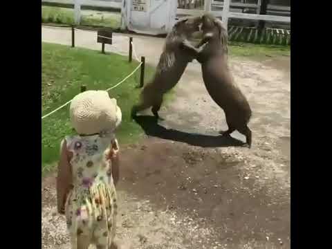 Capybara Fight *Scary*