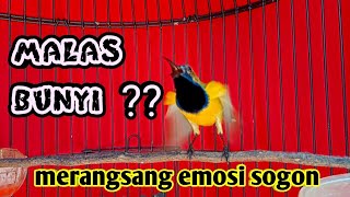 Download lagu MENAIKAN EMOSI SOGON YANG MALAS BUNYI PUTAR LANGSUNG RESPON #sogongacorngleper #sogongacor #sogon mp3 Download lagu MENAIKAN EMOSI SOGON YANG MALAS BUNYI PUTAR LANGSUNG RESPON #sogongacorngleper #sogongacor #sogon mp3