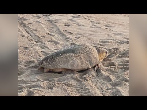 Sea turtles spotted at Dam Neck Beach in Virginia Beach
