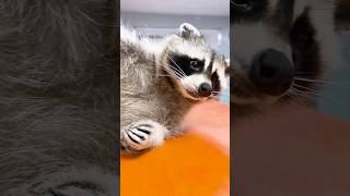 Cute Raccoons ❤️