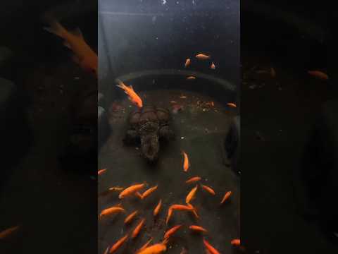 100 Goldfish vs Snapping Turtle