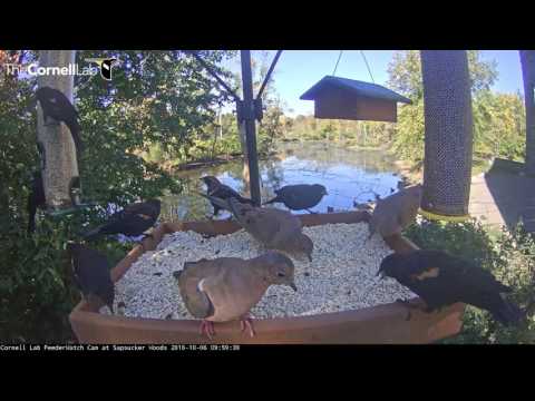 Doves Crash Red-winged Blackbird Party at the Cornell Feeders - Oct. 6, 2016