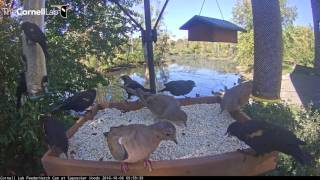 Doves Crash Red-winged Blackbird Party at the Cornell Feeders - Oct. 6, 2016