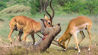 Top 10 Moment Hero Impala Knock Down Cheetah To Rescue His Teammate | Triumph of the Herbivores