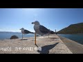 Setouchi Triennale Mg01 Sea Gulls Parking Lot