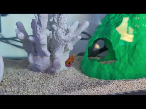 Sunburst anthias day 1