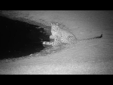 Djuma: Leopard-Thandi female gets drink at pan-while lions not far away - 19:34 - 08/03/19