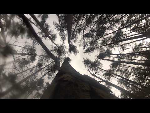 Baum fällt *Holzfällarbeiten!* Gopro Hero2