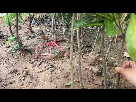 16/10☎️0967439699⭐️táo tàu panzao,chico,tiger đẹp,việt quất tứ quý,na vàng Nam Phi,lekima Đài Loan