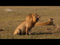 Lion Laughing Ha Hah Ha Ha Meme Template Meme Template