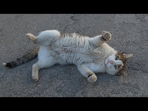 Funny meowing cat throws herself on the ground for attention