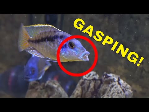 Tips for Fish Working their Mouths Way Too Much [SOMETHING IS WRONG] - Do this NOW Before they Die!