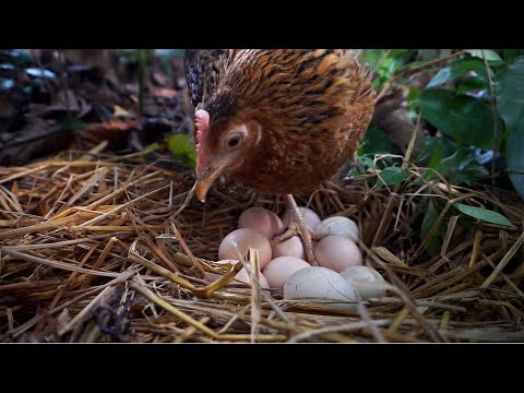 Beautiful Jungle fowl Hatching eggs  Full Video|| Wild Hen Egg hatching