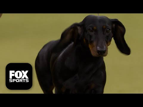 The Hound Group 🐕 2026 Westminster Dog Show