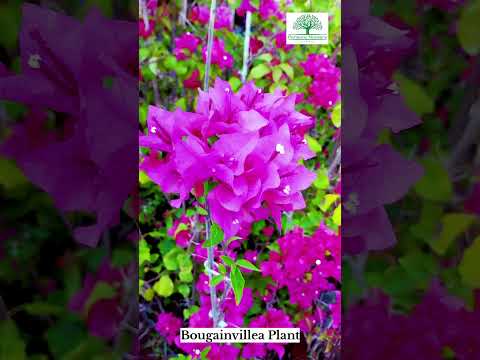 Bougainvillea Flowering Plant