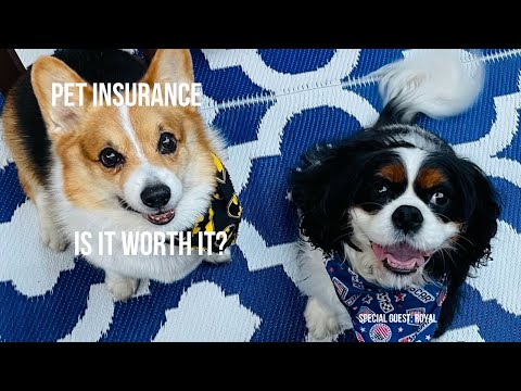 Pet Insurance explained | Learn if Pet insurance for dogs is worth it