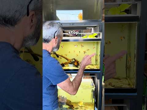 3 money saving tips for beginner fish keepers #fishtank #aquarium #fishkeepingtips #fishkeeper #fish