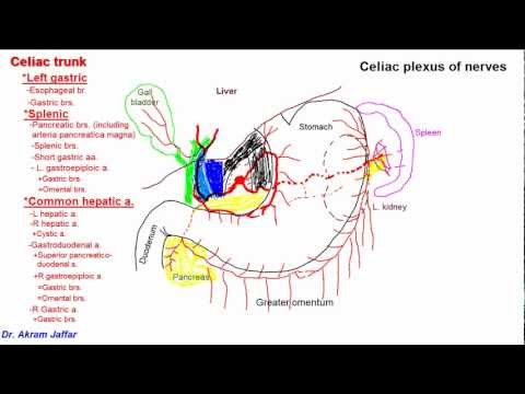 Anatomie vom Bauchhöhlenstamm