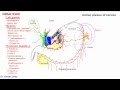 Anatomy of celiac trunk 