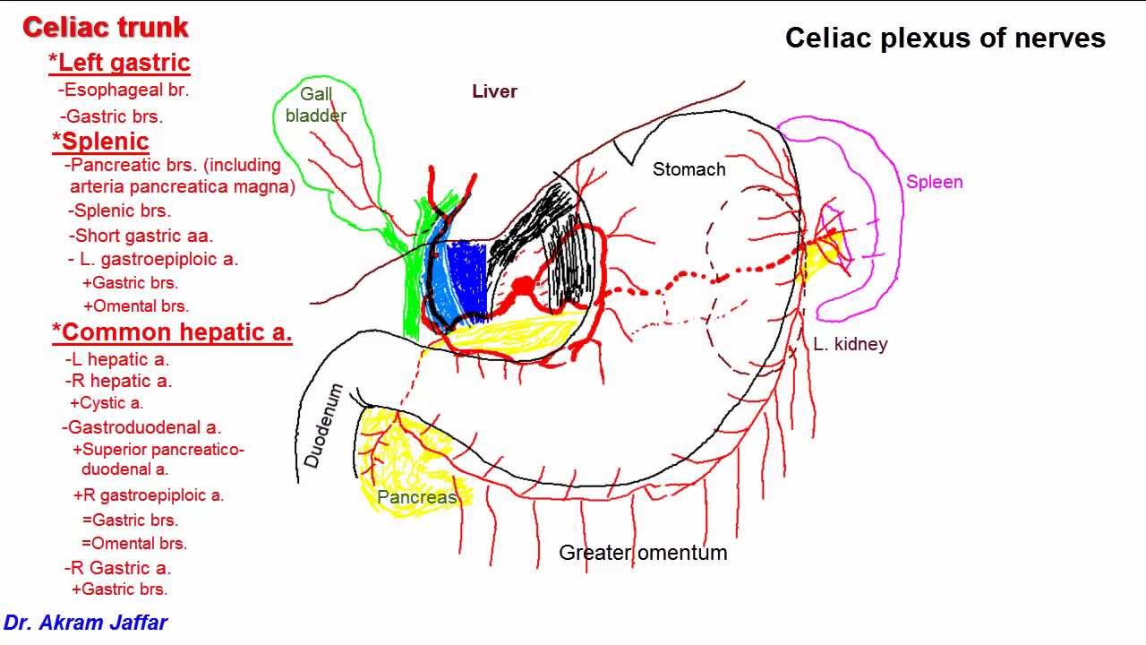 Anatomy of celiac trunk