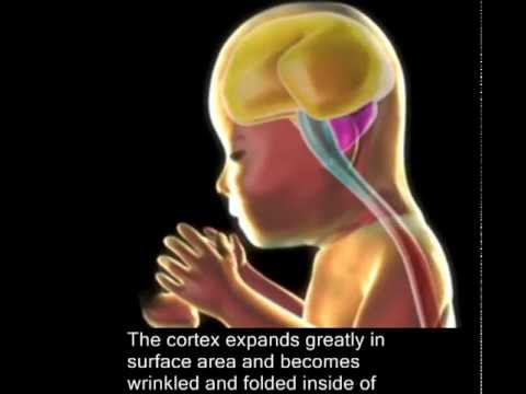 Rozwój prenatalny mózgu