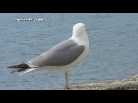 gaviota patiamarilla ( Larus cachinnans ) Yellow-legged