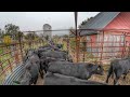 Bringing 100 Calves home