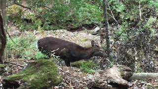 大山ランニング！！エクストラ・鹿に遭遇