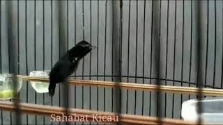 Download lagu Konin Rajin Isian lovebird dan Cililin 2019 mp3