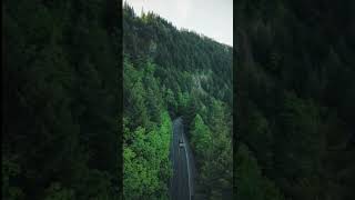 Drönare - Väg i skogen i Oregon i USA (#Shorts)
