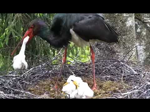 Must-toonekurg2::Ciconia nigra_Brood reduction by mom, NOT FOR SENSITIVE