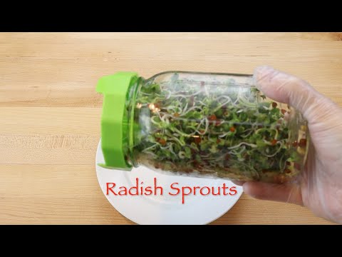 Radish Sprouts