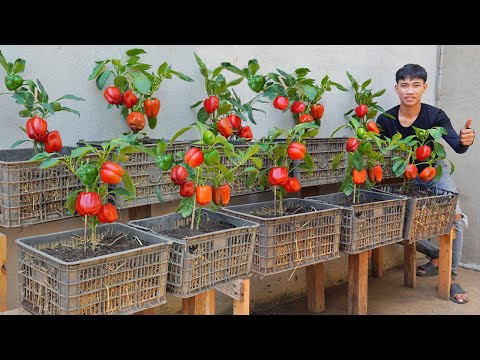 Try this tips on growing bell peppers in plastic bottles you won t have to buy peppers again