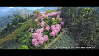 來吉部落內 尚未正式規劃開放的櫻花秘境 2025/3/2空拍