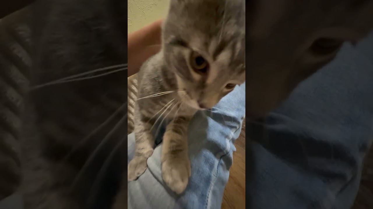 Magoo - SNUGGLY baby boy loves everyone, a ADOPTABLE Tabby in Neenah, WI video 6/6
