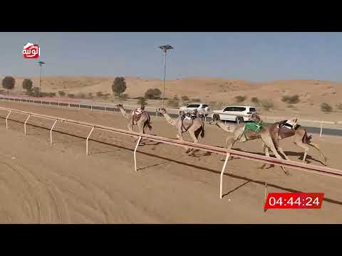  الشوط 15 (لماح) لـ خليفة سلطان رشيد السويدي  7:58 , شارة الديوان 2025/11/08 لقايا اللبسه 