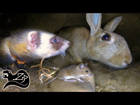 Testing Zeus the Polecat Ferret - Ferreting in the Scottish Highlands 1