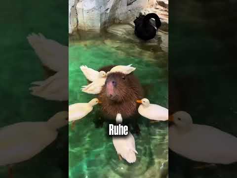 Warum kein Tier auf der Welt das Capybara angreift