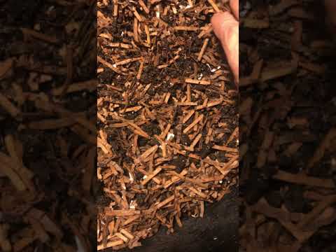 African Night Crawlers delivered 5lbs.