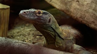 Komodo Dragons | Weird Animal Searches | BBC Studios
