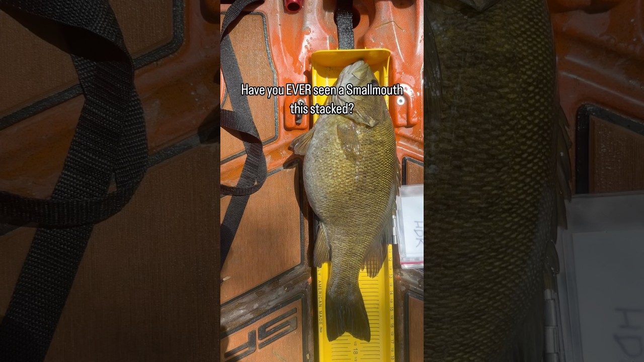 What has this fish been eating!? 😮