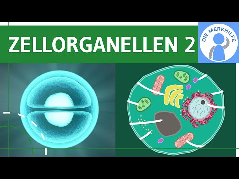 Cell organelles & their functions 2 - Golgi apparatus, lysosomes, mitochondria, chloroplasts, vac...