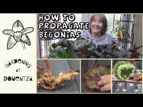 3 Ways to Propagate House Begonias || Quick & Easy Guide
