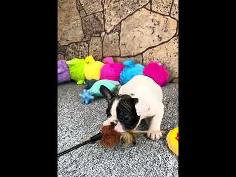 Video 1