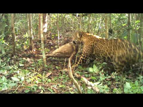 Roar for Yucatan: Jaguar Conservation Project