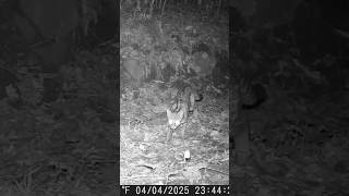 Jaguatirica Se Alimentando #shorts #shortvideo #short #explore #viralvideo #youtubeshorts #comedy 🔞👹