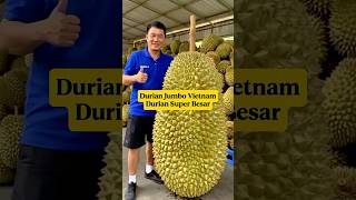 Download lagu Vietnam Jumbo Durian⁉️Super Big, Sweet, and Soft Durian‼️ mp3