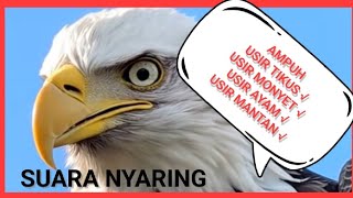 Download lagu SUARA ELANG / SUARA USIR MONYET / SUARA USIR HAMA / SUARA JAGA LADANG mp3 Download lagu SUARA ELANG / SUARA USIR MONYET / SUARA USIR HAMA / SUARA JAGA LADANG mp3