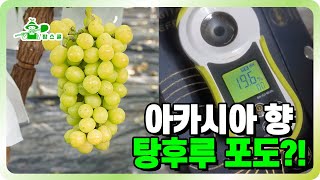 샤인머스캣을 위협할 강력한 품종 ㅣ 아카시아향이나는 탕후루 포도?ㅣ 골드스위트